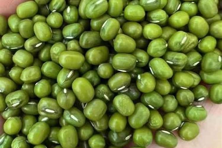 绿豆种植方法土养(绿豆种植方法土养,绿色环保的种植技巧全解析)百度...