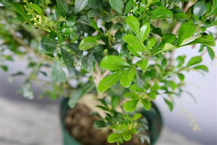 米兰花一般都是施什么肥？有那种自己弄的肥料吗