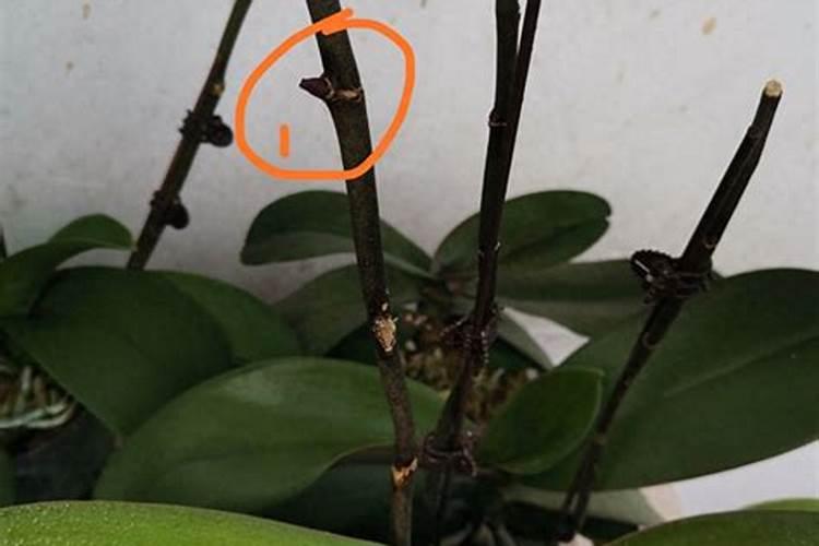 蝴蝶兰长出新芽怎么办