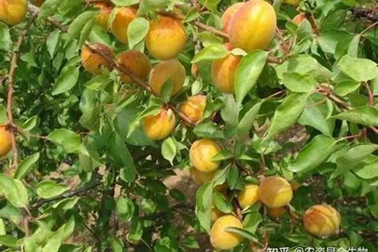 杏树种植后期怎么施肥 什么时候施肥好