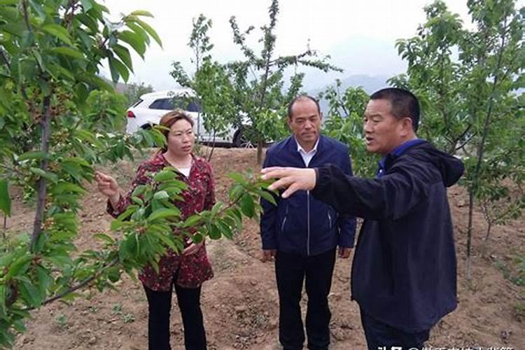 氮肥促进果树开花结果吗