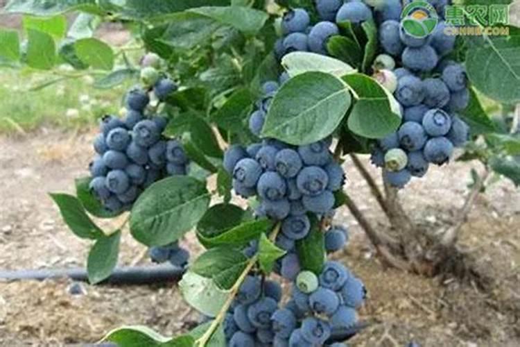 蓝莓需要什么肥料最好