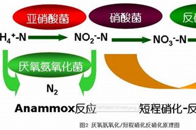 月季春天怎么施肥
