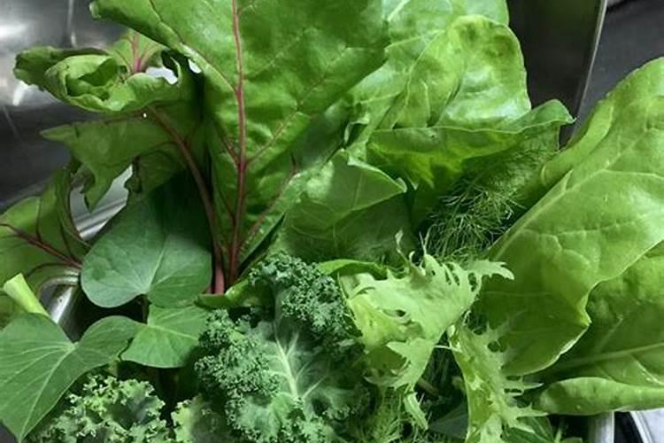 种菜需要什么肥料