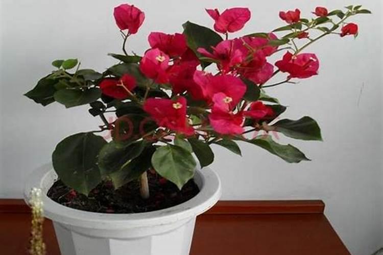 煮黄豆水能直接浇花吗 浇花正确方法
