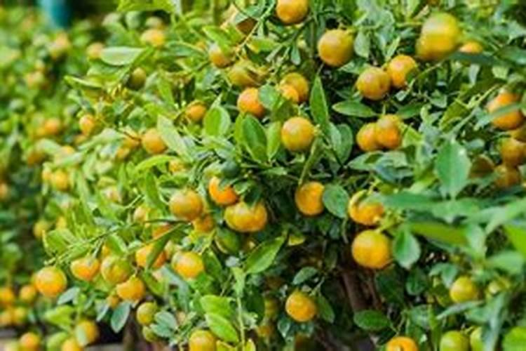 橘子树施什么肥料最好