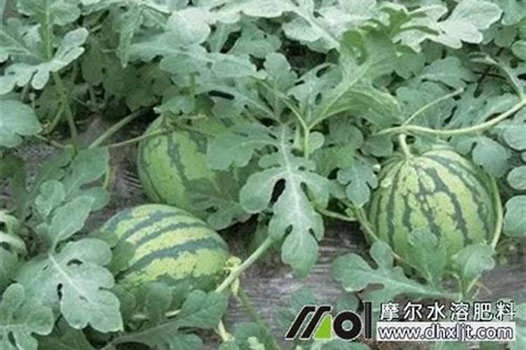 西瓜打完叉后什么时候浇水？