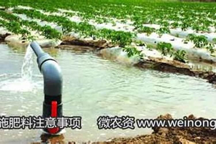 杏树施催果肥最佳时间 施肥方法有哪些