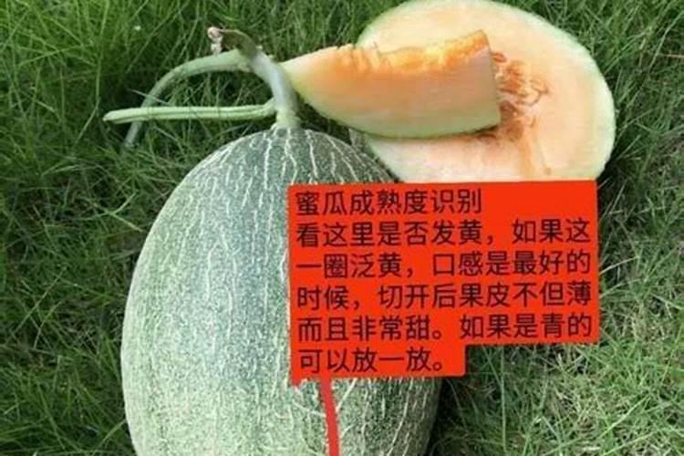 哈密瓜膨果期怎样施肥