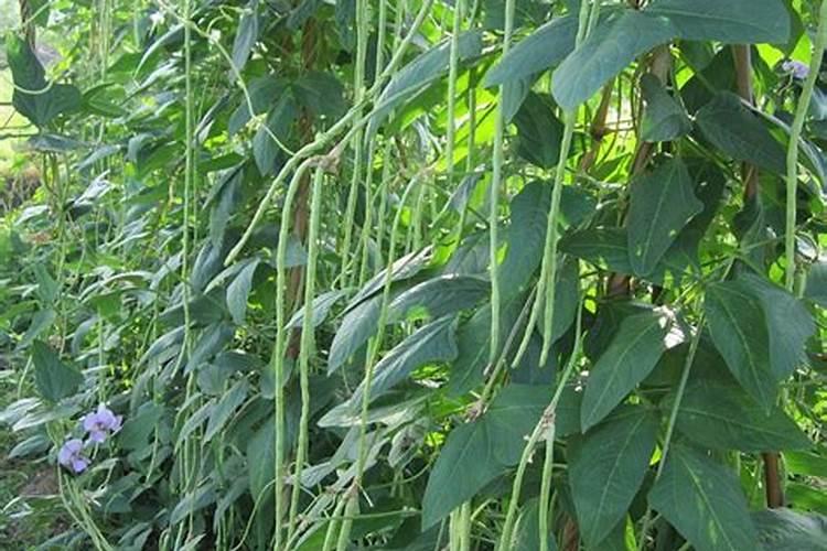 自家菜园子种植的豆角底部叶片发黄,这是缺乏什么元素造成的？