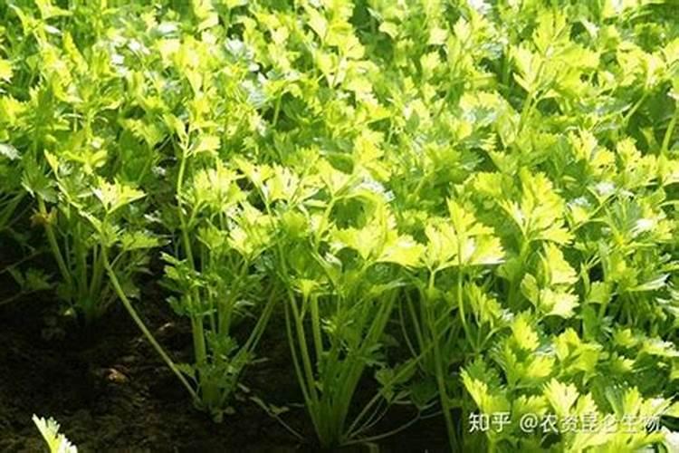 芹菜浇水冲施什么肥料