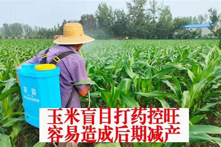 玉米提前打了控制高度的药怎么办