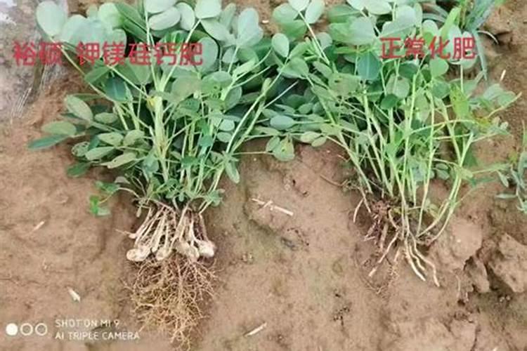 重楼幼苗用什么肥料好