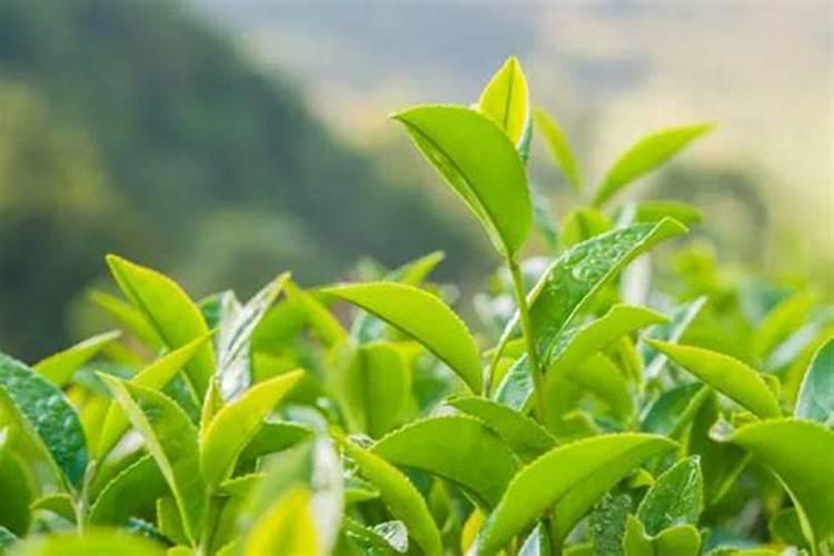 芸乐收叶面肥怎么样？可以茶叶喷洒吗？