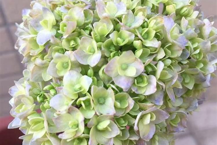 绣球花不长花苞怎么办？