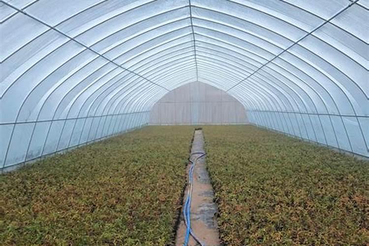 大棚番茄最全冬季施肥方案