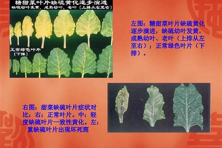 怎样识别与防治辣(甜)椒缺硫症？