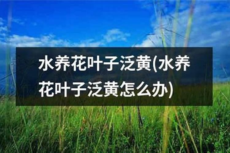 夏天鲜花养护要点