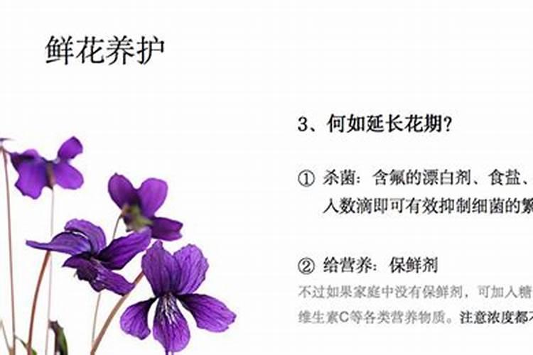 夏天鲜花养护要点