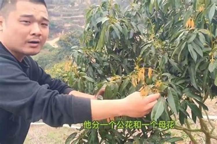 果树一至二月份开花几月份施硼肥合适、