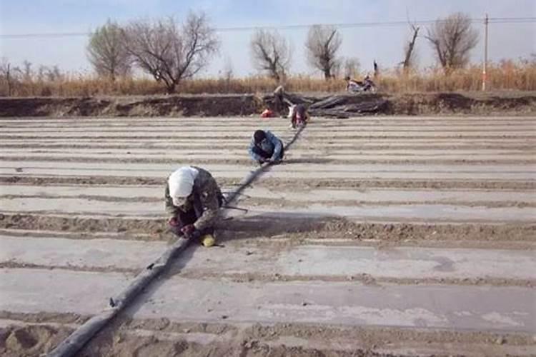 沙种草坪需要施肥么