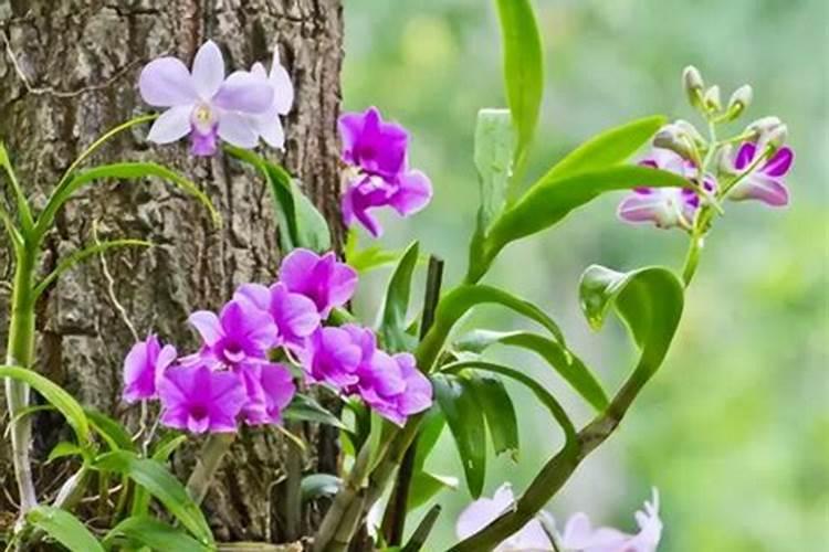 石斛兰开完花后怎么办