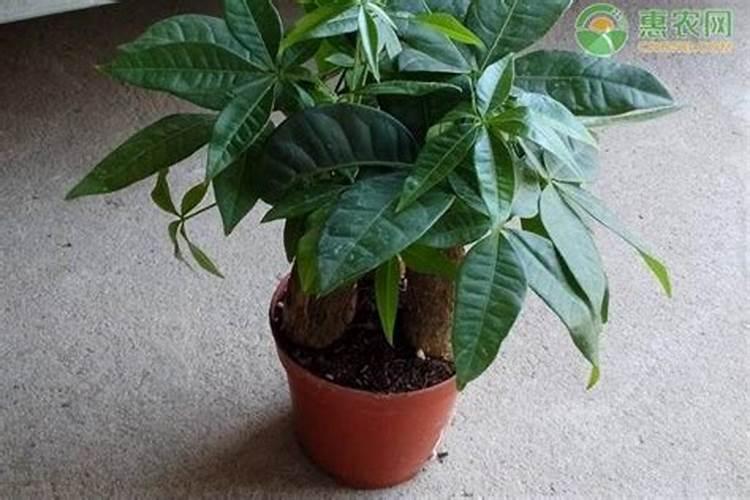 发财树什么季节施肥最好