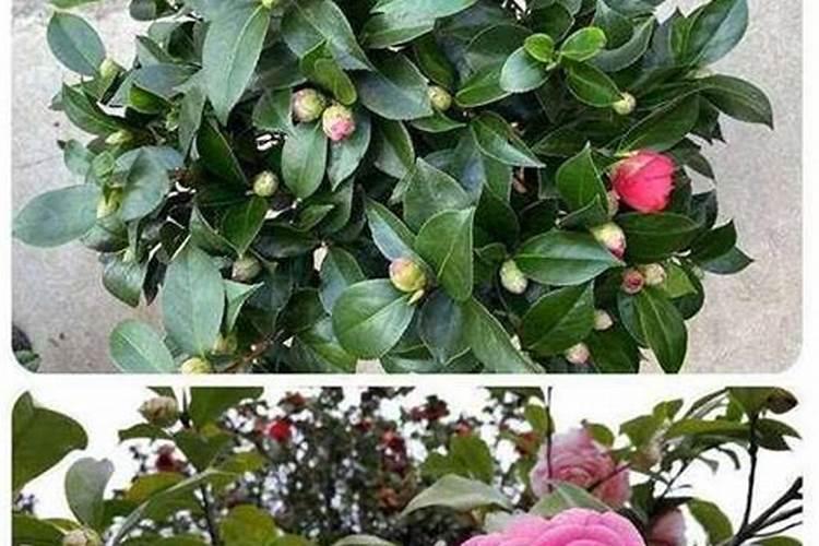 茶花花肥制作与使用方法