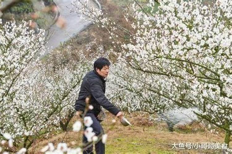 青梅种植方法