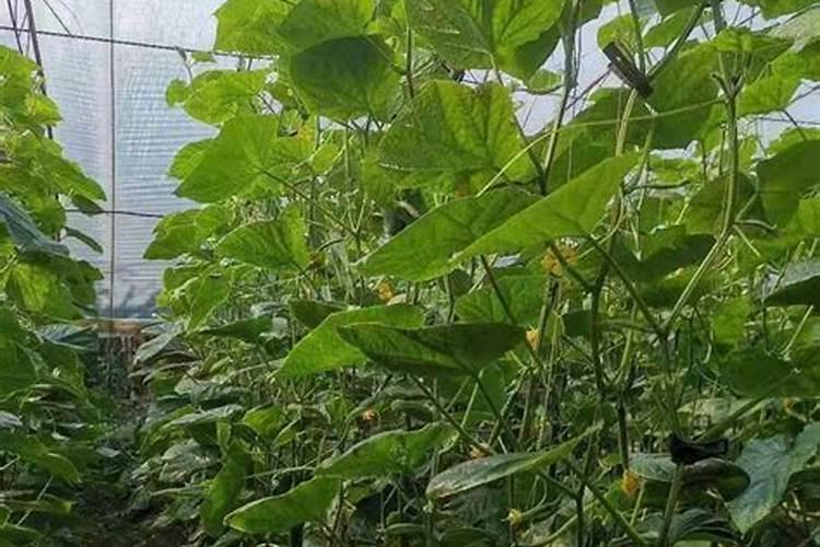 鱼蛋白放多了会烧根吗