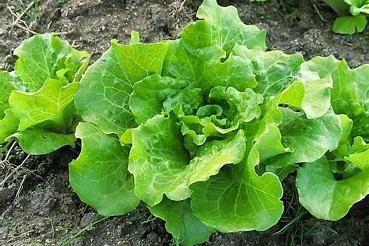 夏菠菜怎样施叶面肥