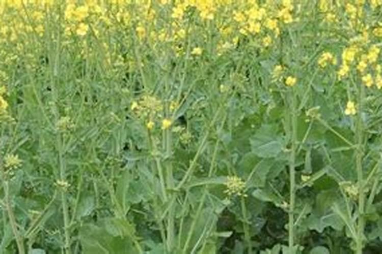一亩油菜需要多少尿素 油菜叶面能不能喷施尿素