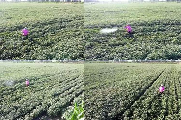 新疆棉花最后一片施肥应该在什么时候结束？时间。