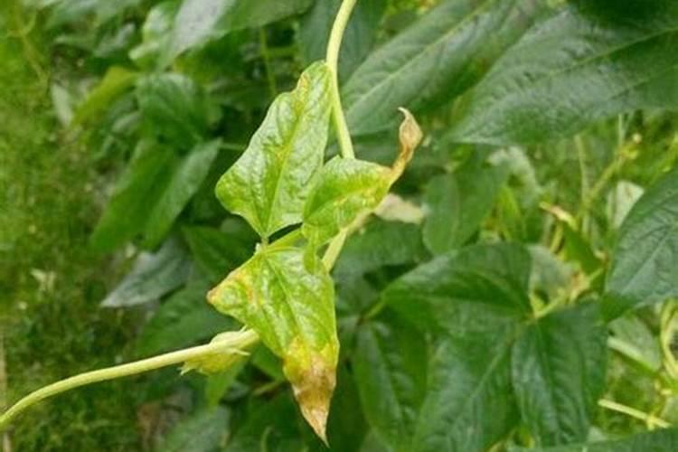 豆角花期用什么肥最好