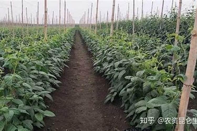 种豆角用什么肥料最好