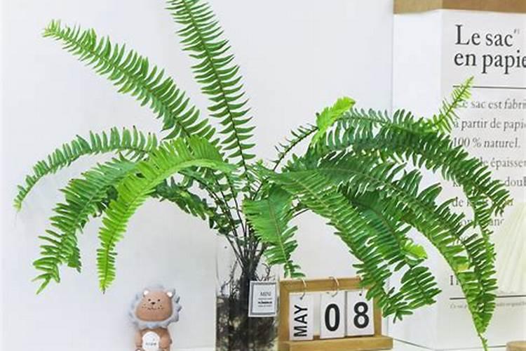蕨类植物的叶卷曲是怎样一回事？
