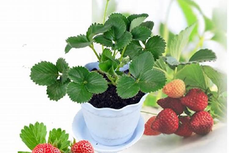 草莓增加硬度的方法是补充钙肥,有几种方法可以有效补充钙肥？