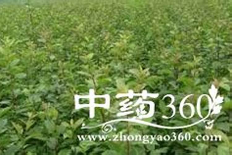 黄桃树叶子可以喂鱼吗？