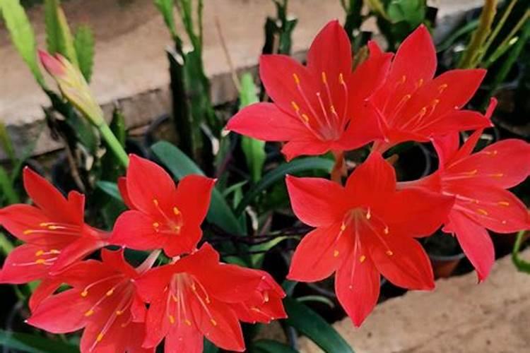 葡萄花期用什么肥料
