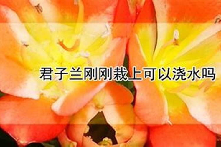 君子兰开花后怎样浇水