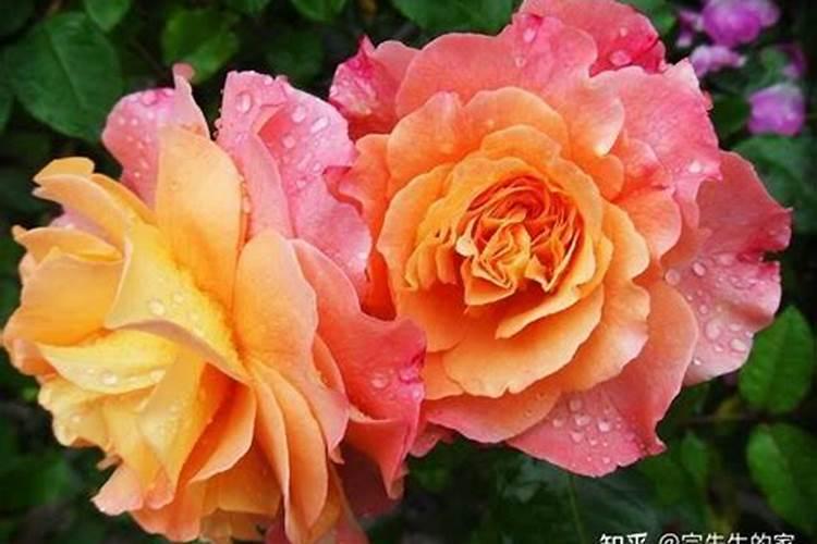 月季花怎么施肥月季花施什么肥好