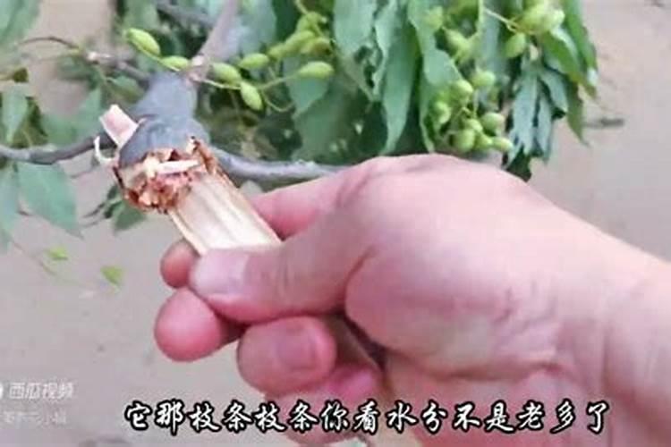 盐湖股份怎么样