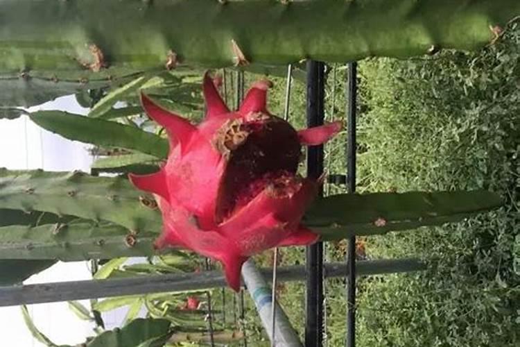 火龙果树怎么种植方法