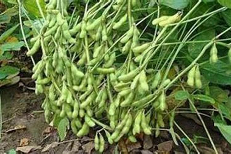 石榴树什么时间施肥合适