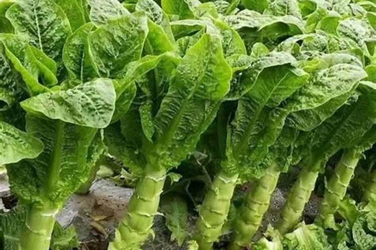 复合肥种菜如何使用