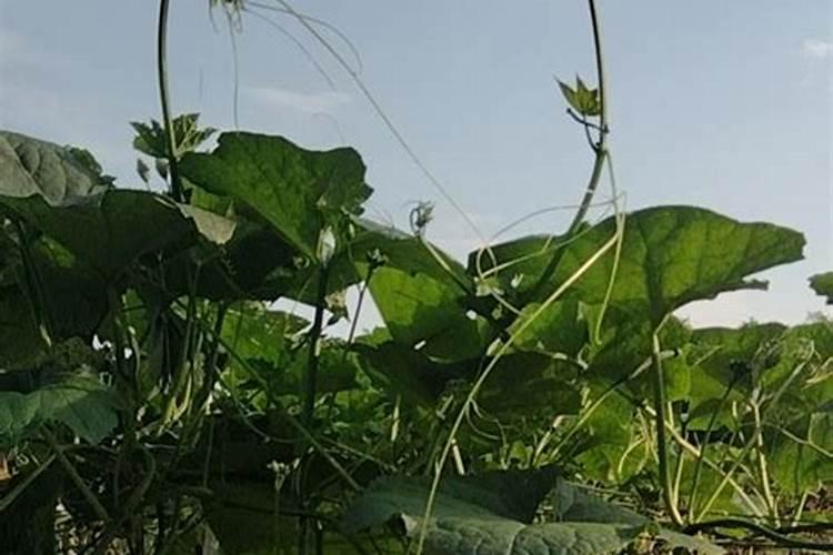 中量元素水溶肥的作用与功效 中量元素水溶肥什么时候用合适
