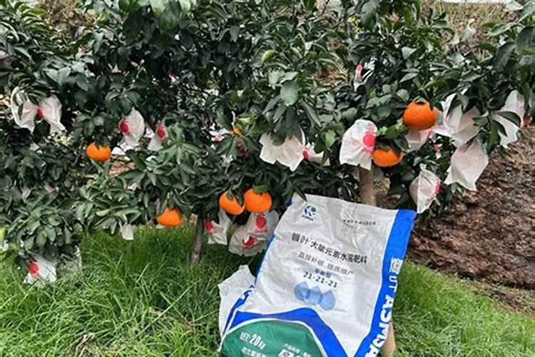 柑橘施肥时间和用量 柑橘施肥时间和用量是什么