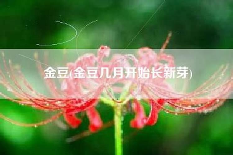 谷子喷完谷友除草剂后发黄怎么办