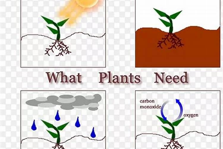 植物的根是吸收营养的,叶也能吸收营养吗