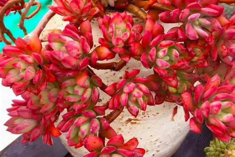 ...系多肉中非常经典的2个品种,一个有香味一个叶片肥,值得养,知道吗...